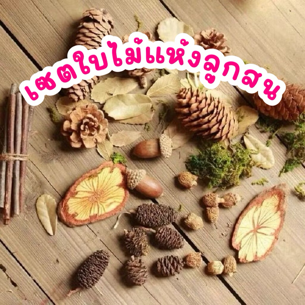 พร้อมส่ง✅ เซตใบไม้ ลูกสนแห้ง พร๊อพถ่ายสินค้า 10ชนิด ของตกแต่ง