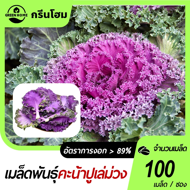 100 เมล็ด🎯 เมล็ดพันธุ์คะน้าปูเล่ปูเล่สีม่วง🍀 เมล็ดคะน้าปูเล่ 📌 ประดับสวยงาม ☘️ปูเล่สีม่วง👍 ใบใหญ่