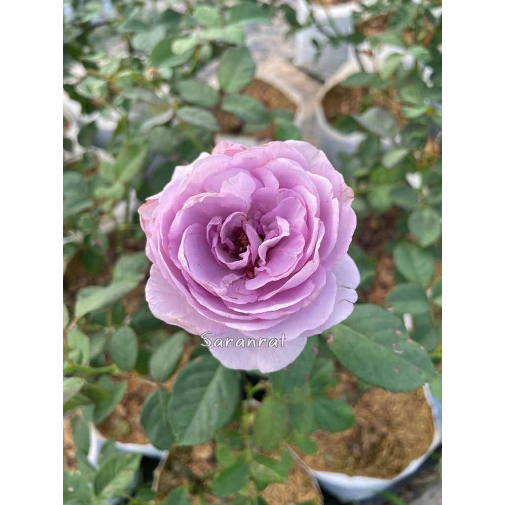 กุหลาบชิโนบุ ( Shinoburedo )ดอกสีม่วงทรงถ้วย สวยมาก ราคาถูก Shopee Lazada