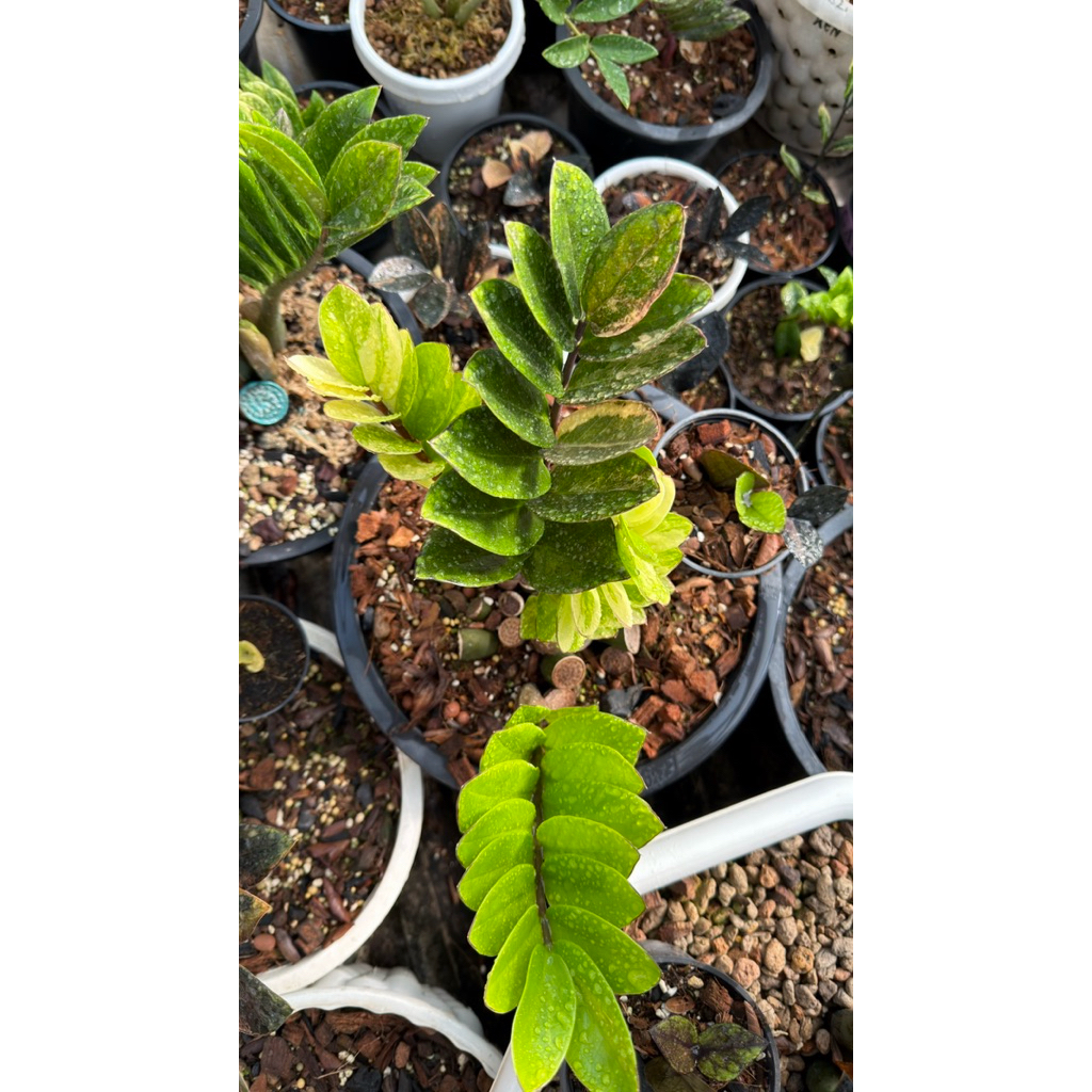 กวักมรกตดำด่างชมพู❤️❤️ส้ม🧡🧡(มีรากแล้วทุกใบ) ใบดำในกอด่าง เชื้อด่าง 100% คัดเฉพาะใบสีดำ ตัดแยกในกอด่าง ❤️❤️❤️🧡🧡🧡🧡🍒🍒🍒🍒 - รูปที่ 5