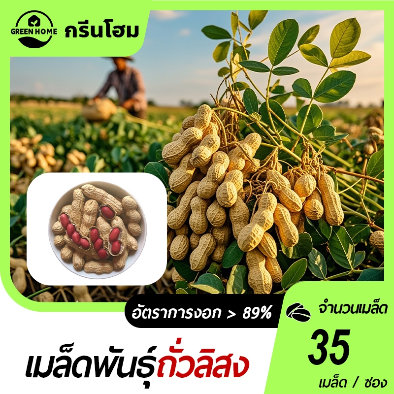 ถั่วลิสงแดง เมล็ดถั่วลิสงแดง 35 กรัม ปลูกง่าย ผลดก พุ่มใหญ่มาก