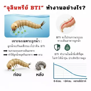 จุลินทรีย์กำจัดลูกน้ำ ยาพ่นยุง กำจัดลูกน้ำ ไม่มีสารเคมีเป็นมิตรกับสิ่งแวดล้อม (10 เม็ด/แผง)