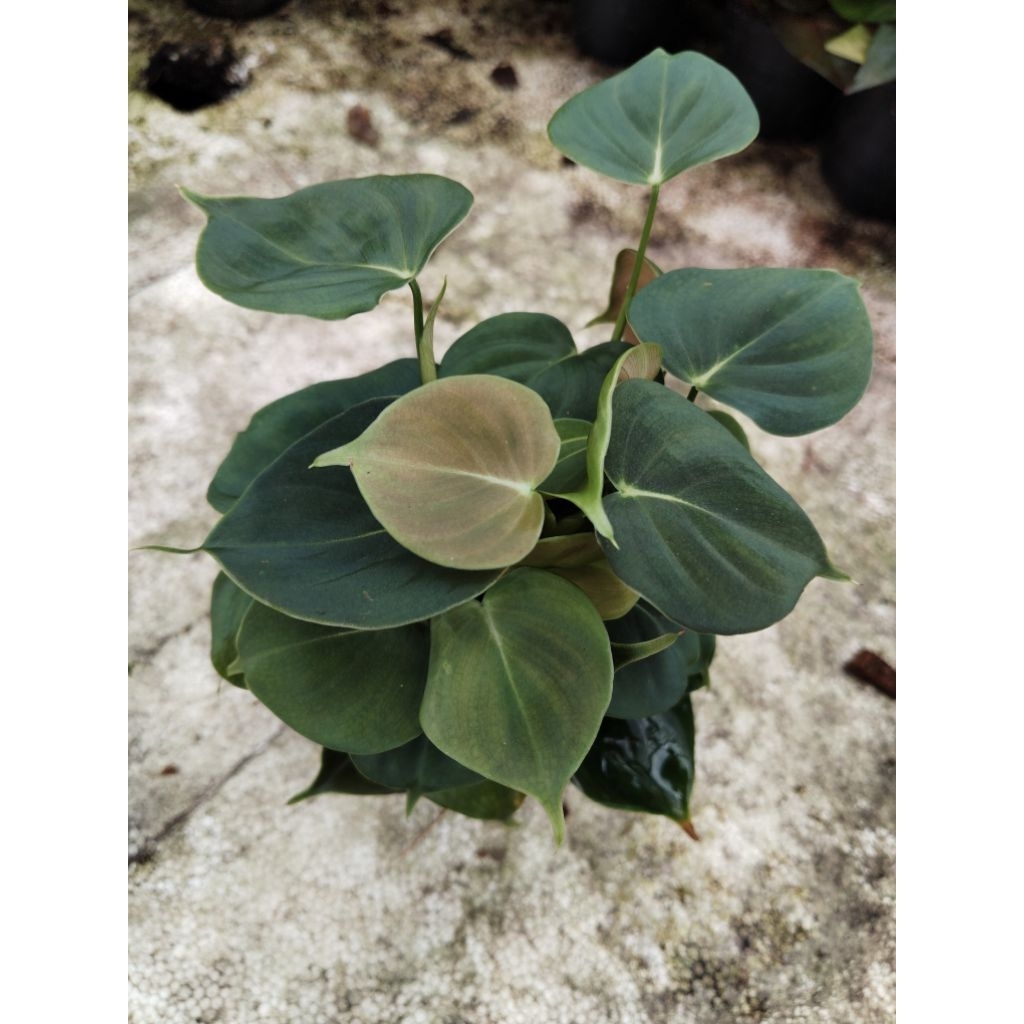 ฟิโลเดนดรอนลูพินั่ม Philodendron Lupinum