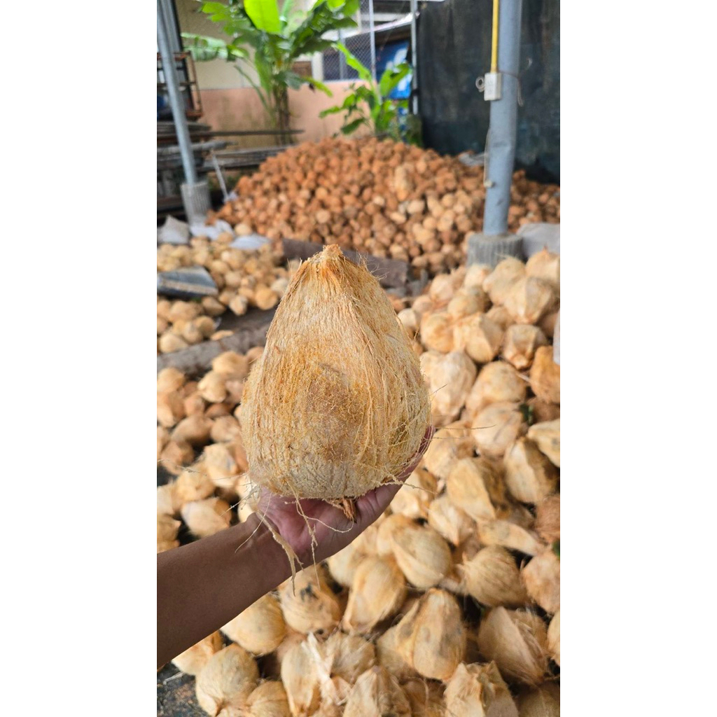 มะพร้าวทึนทึก มะพร้าวทำไส้ขนม มะพร้าวใต้แท้100%