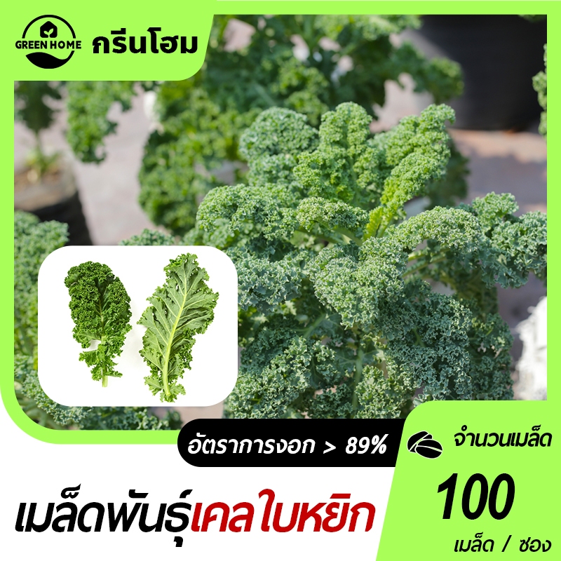 เคล 📌เมล็ดพันธุ์คะน้าใบหยิก บลูเคล อังกฤษ แท้100%100 เมล็ด🌱งอกง่าย🌱โตไว☘️พุ่มใหญ่🌱วิตามินสูง
