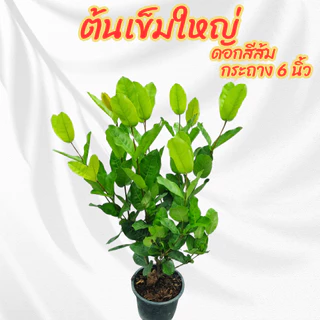 ต้นเข็มดอกใหญ่ ดอกสีส้มโอรส กระถาง 6 นิ้ว(ขั้ต่ำ 2 ต้น)(ส่งพร้อมกระถาง)