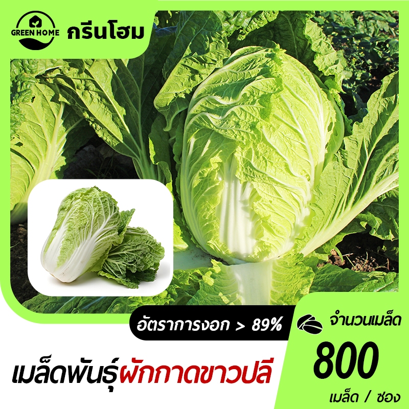 ผักกาดขาวปลี1000 เมล็ดเมล็ดพันธุ์ผัก🎯พันธุ์พื้นบ้าน📌ปลูกง่าย🍀โตไว👍พุ่มใหญ่👍ทานอร่อย