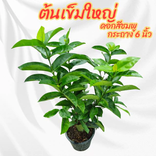 ต้นเข็มดอกใหญ่ ดอกสีชมพู กระถาง 6 นิ้ว(ขั้นต่ำ 2 ต้น)(ส่งพร้อมกระถาง)
