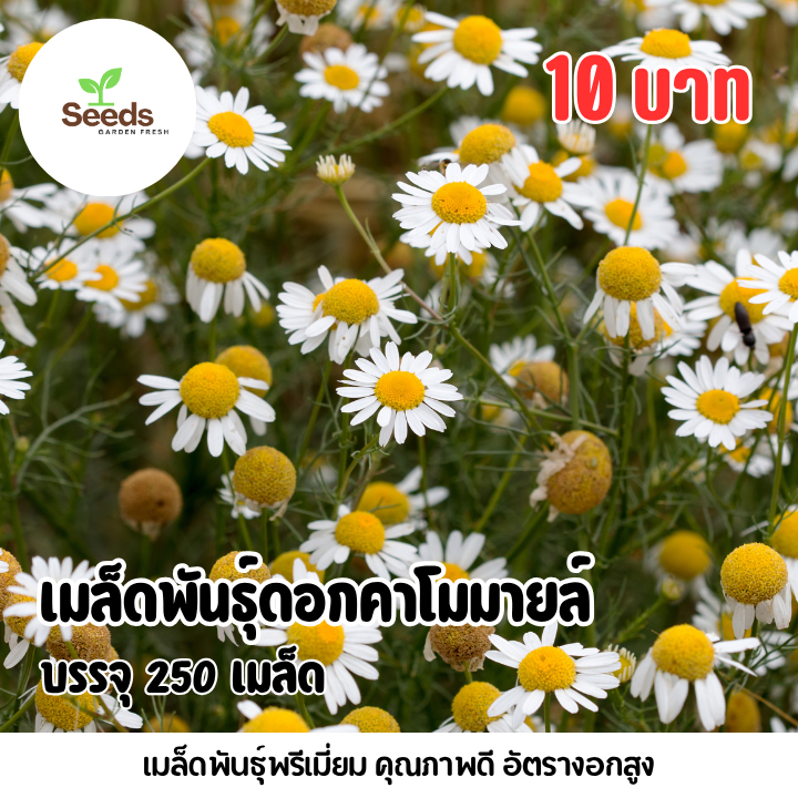 เมล็ดพันธุ์ ดอกคาโมมายล์ บรรจุ 250 เมล็ด