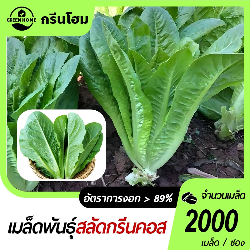 2000 เมล็ด เมล็ดพันธุ์สลัดกรีนคอส ทรงต้นสวย เมล็ดผักสลัด ปลูกง่าย รสชาติอร่อย