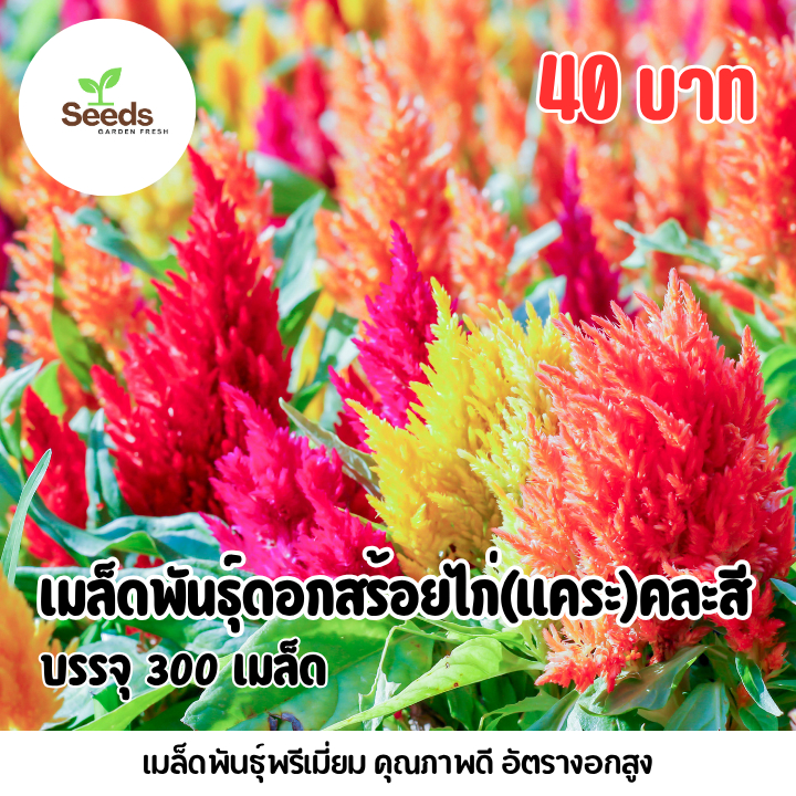 เมล็ดพันธุ์ ดอกสร้อยไก่(ต้นแคระ)คละสี บรรจุ 300 เมล็ด