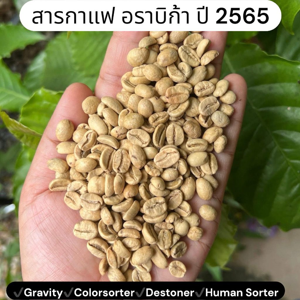 สารกาแฟดอยช้างปีเก่า 2565 (OA Wash) อาราบิก้า โดอิช้าง 1 กก.