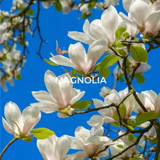 น้ำหอมกลิ่น Sky Full of Magnolia - Travel size 10ml (ขนาดพกพา)