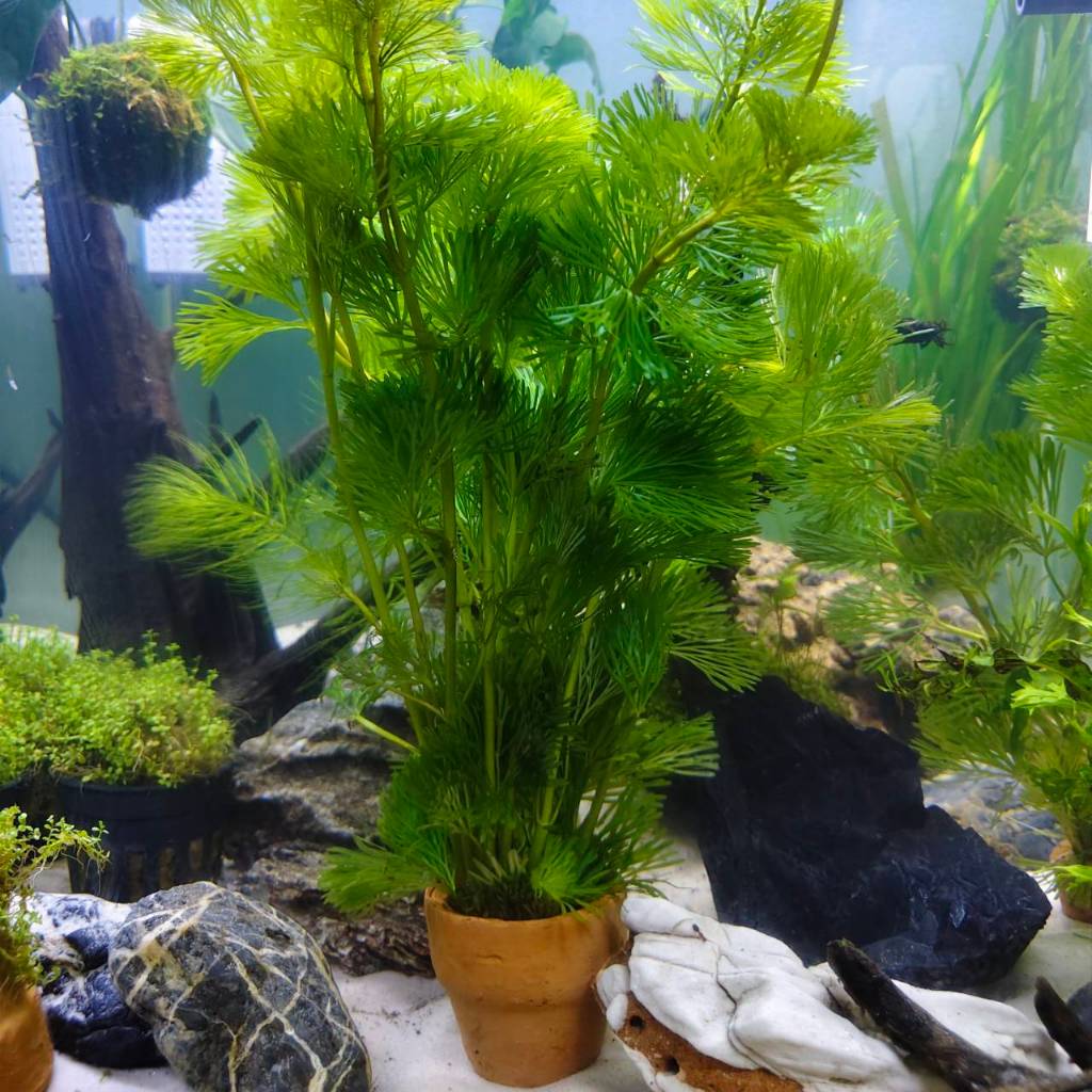 สาหร่ายหางกระรอก ไม้น้ำ แต่งตู้ปลา หรือ อ่างบัว ปลูกง่าย เขียวสด โตเร็ว ใส่กระถางดินเผาสีส้ม พร้อมปลูก.