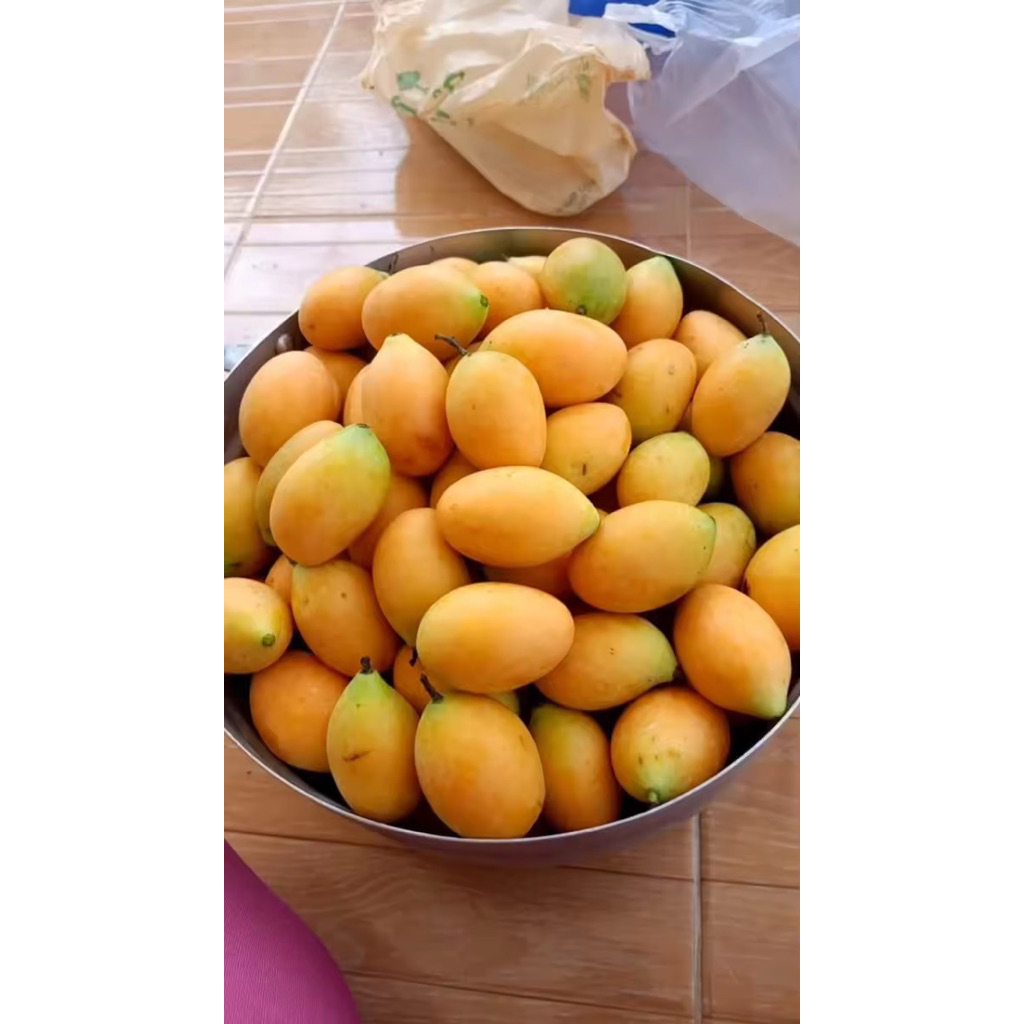 ต้นกล้ามะปรางหวาน1ต้นถุงดำ