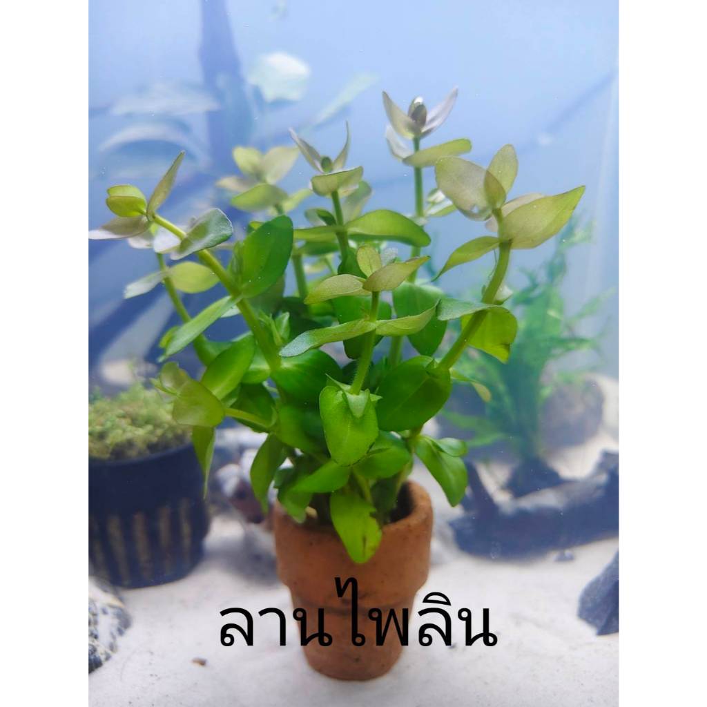 ลานไพลิน ไม้น้ำ แต่งตู้ปลา หรือ อ่างบัว ปลูกง่าย เขียวสด โตเร็ว ใส่กระถางดินเผาสีส้ม พร้อมปลูก