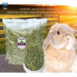 หญ้าอัลฟาฟ่าก้าน และ alfalfa chopped หญ้าอัลฟาฟ่าสับ 1 กก.เขียวหอมมาก มายล