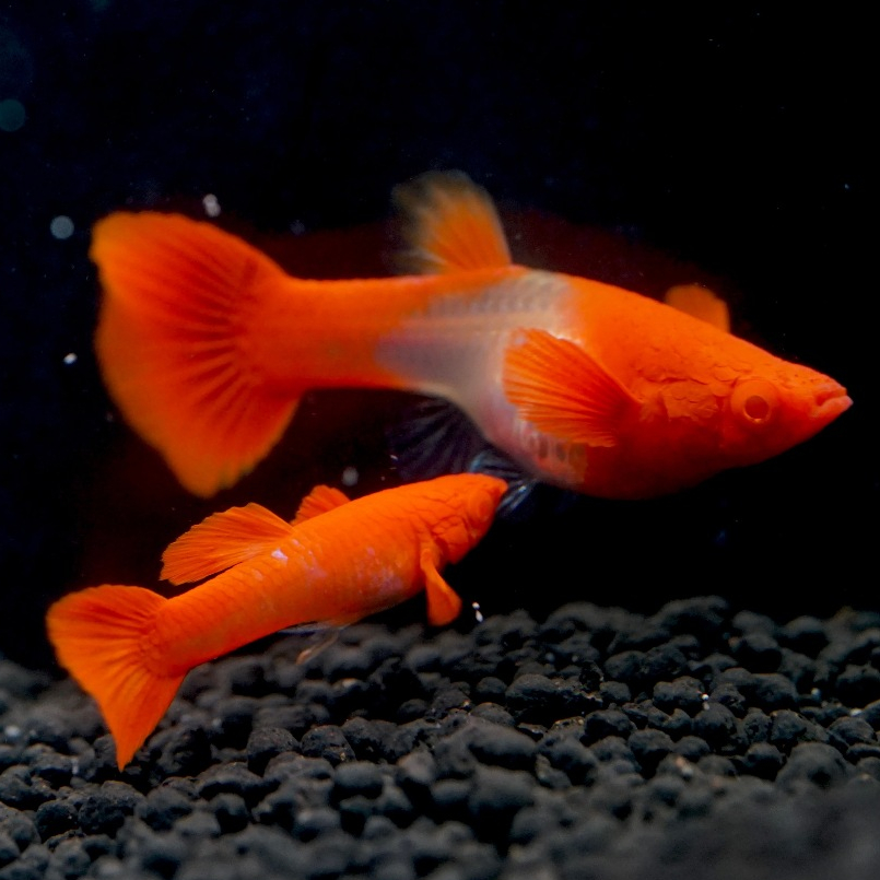 Guppy คาฟจิ๋ว หรือ ตันโจจิ๋ว จักรพรรดิตู้ปลา🔴⚪โค่ยเรดเอีย Koi Red Ear เกรดA ความหายาก (⭐⭐⭐⭐)