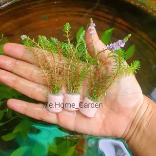 🦖🦖🦖สาหร่ายญี่ปุ่​น​เซรามิกริงจิ๋ว (3,5หลอด 39บาทค่ะ)​