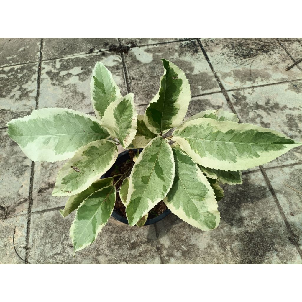 ต้นเปล้าใหญ่ด่างขาว(Croton oblongifolius Variegated)
