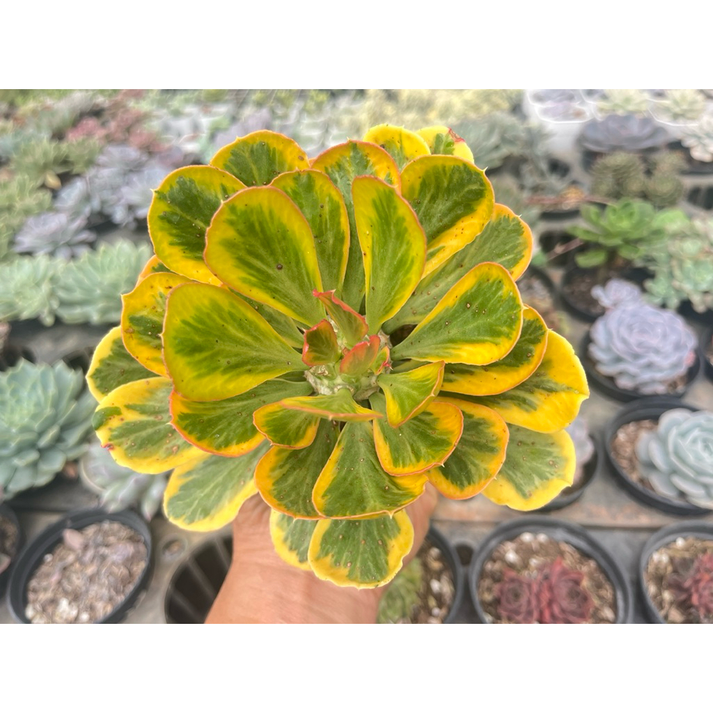 Euphorbia Poissonii Variegata (กระถาง 4 นิ้ว) ทองอำพันด่างเหลือง ต้นมังกรทอง นาคราชทองคำ