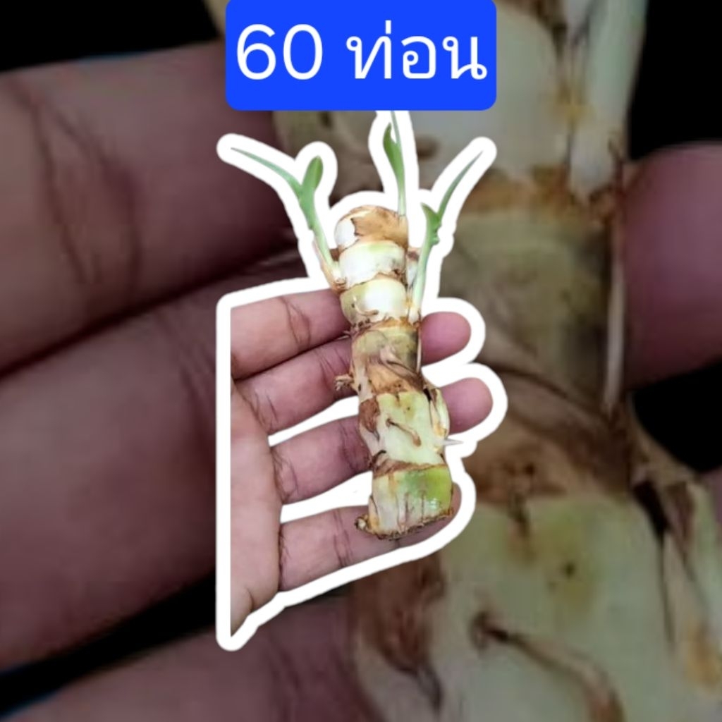 60 ท่อน ท่อนพันธุ์หญ้าหวานอิสราเอล มีโปรตีนสูง ปลูกได้ทุกพื้นที่ข