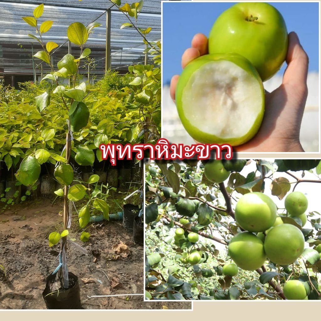 ต้นพุทราหิมะขาวแบบทาบกิ่ง