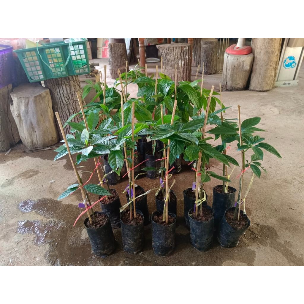 ต้นพันธุ์ อะโวคาโดเอ034   ถุงดำพร้อมปลูก 199  บาท สุดยอดอะโวคาโด้ที่มีความนิยมและมีชื่อเสียงมากที่สุ