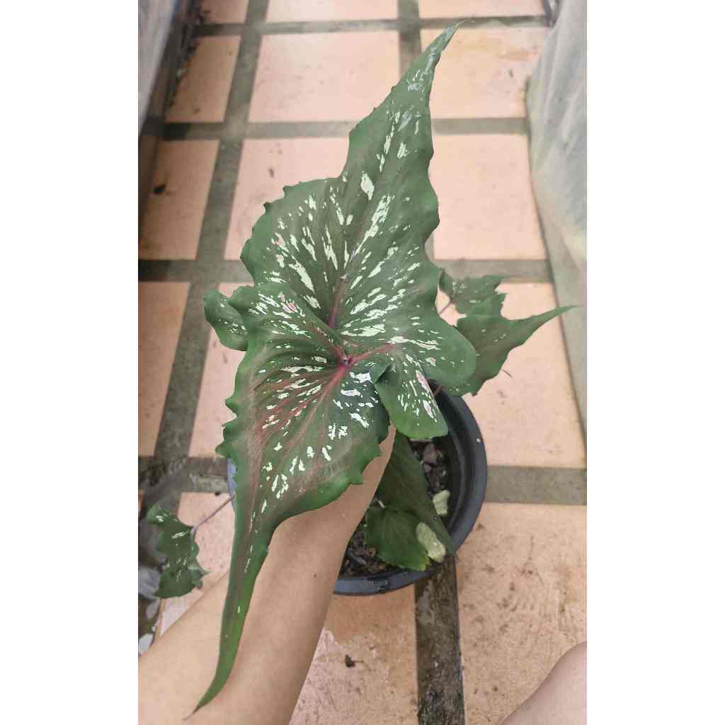 ท้าวลัสเตียน  บอนสีตับรามเกียรติ์  กระถาง 4 นิ้ว ส่งต้นไม้พร้อมกระถาง เลือกต้นได้