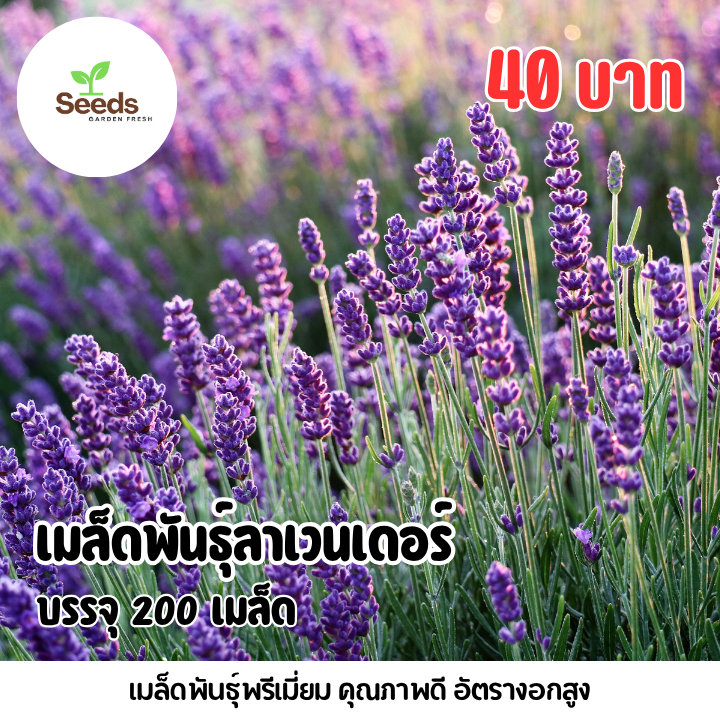 เมล็ดพันธุ์ลาเวนเดอร์ บรรจุ 200 เมล็ด