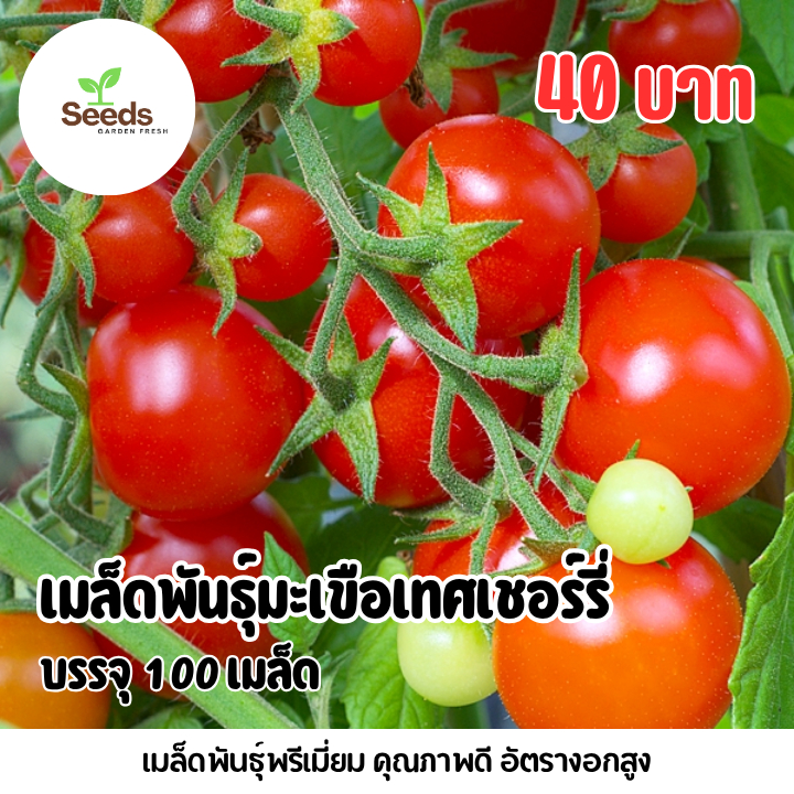เมล็ดมะเขือเทศเชอร์รี่ บรรจุ 100 เมล็ด
