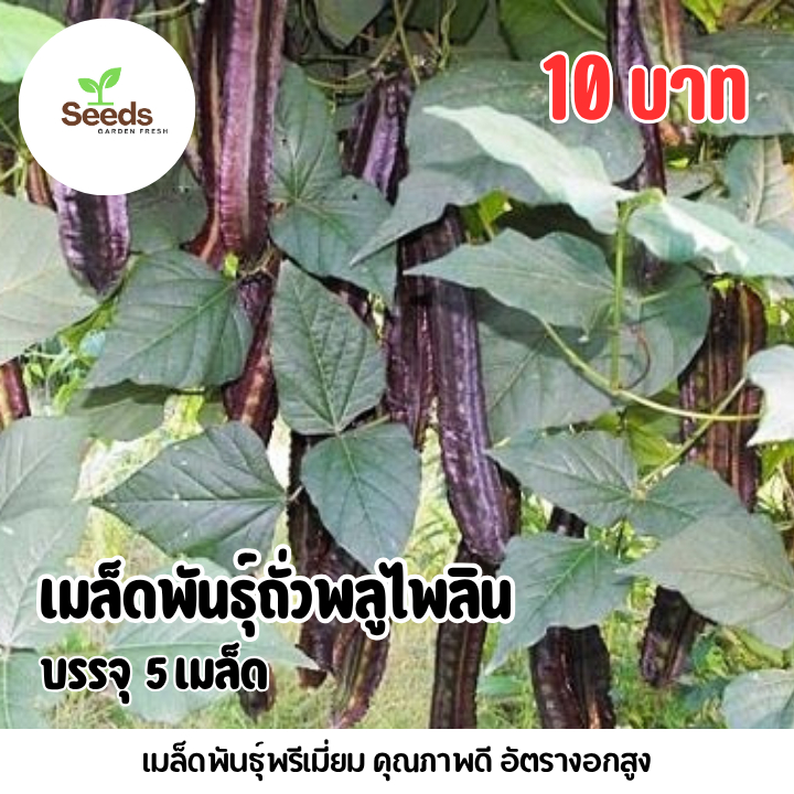 เมล็ดถั่วพลูไพลิน บรรจุ 5 เมล็ด