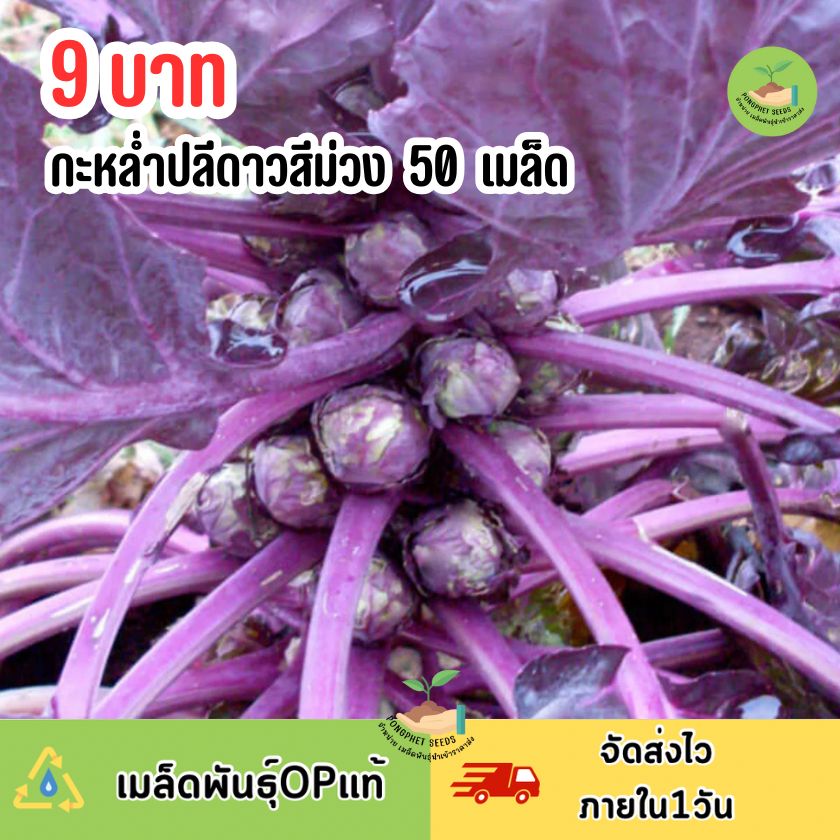 9 บาท เมล็ดพันธู์กะหล่ำปลีดาวสีม่วง 50 เมล็ด