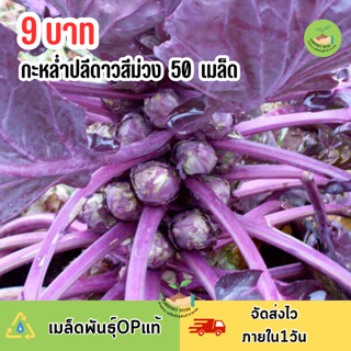 9 บาท เมล็ดพันธู์กะหล่ำปลีดาวสีม่วง 50 เมล็ด