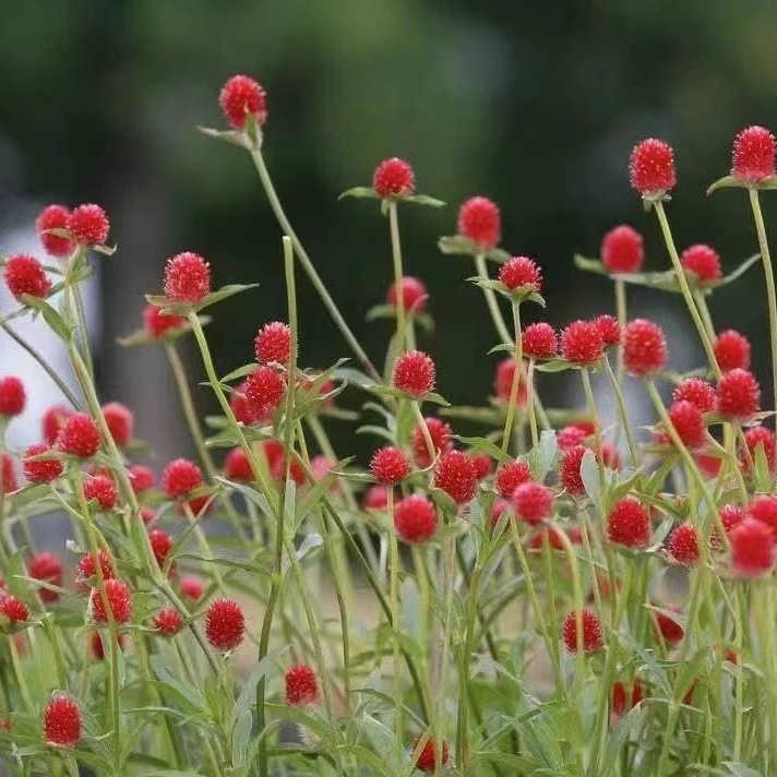ดอกบานไม่รู้โรย สีแดง 20 เมล็ด (Red Globe Amaranth Flower Seed) เมล็ดพันธุ์แท้ ปลูกง่าย อัตรางอกส