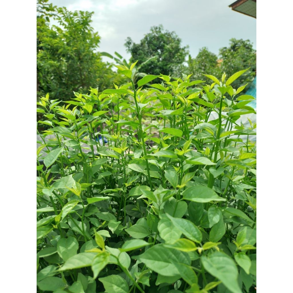 ซื้อ4ต้นแถม1ต้น ผักก้านตรง ผักคันทรง ผักแก่นทรง ผักก้านเถิง พันธุ์ยอดใหญ่ ต้นเพาะเมล็ด แข็งแรงทนทุกสภาพแวดล้อม - รูปที่ 4