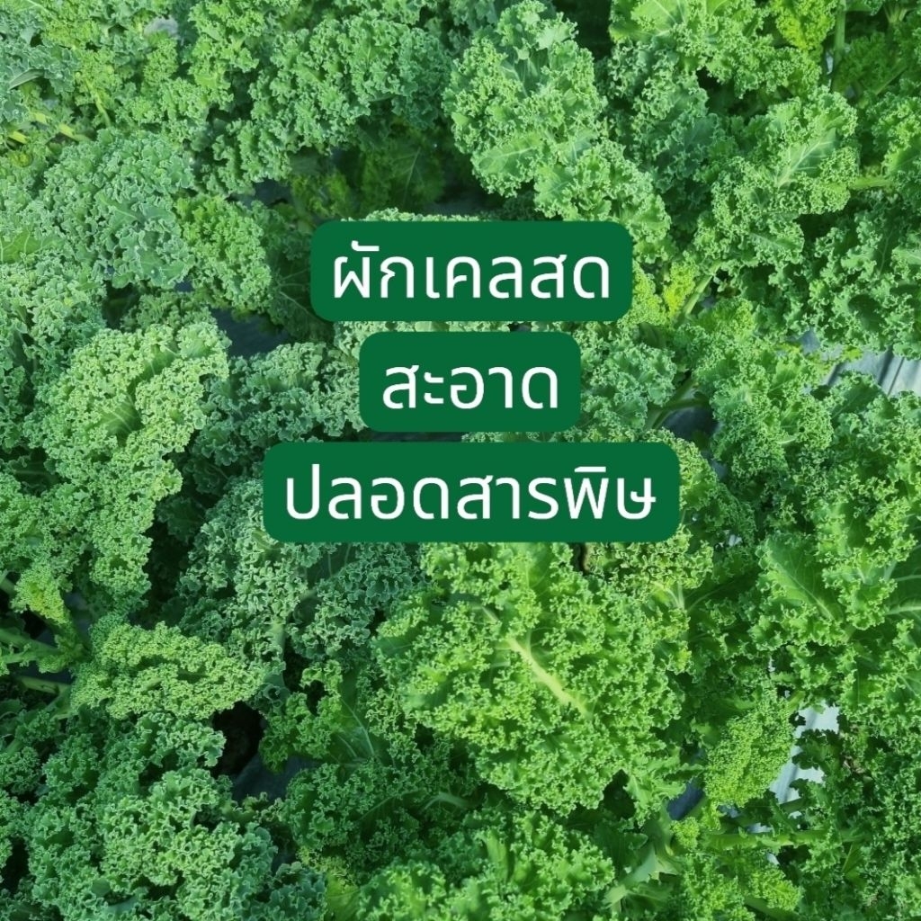 🥬ผักเคลปลอดสารพิษ​  ผัก​เคลสด​ Super​ Food​ (500 กรัม / 1 กก.)