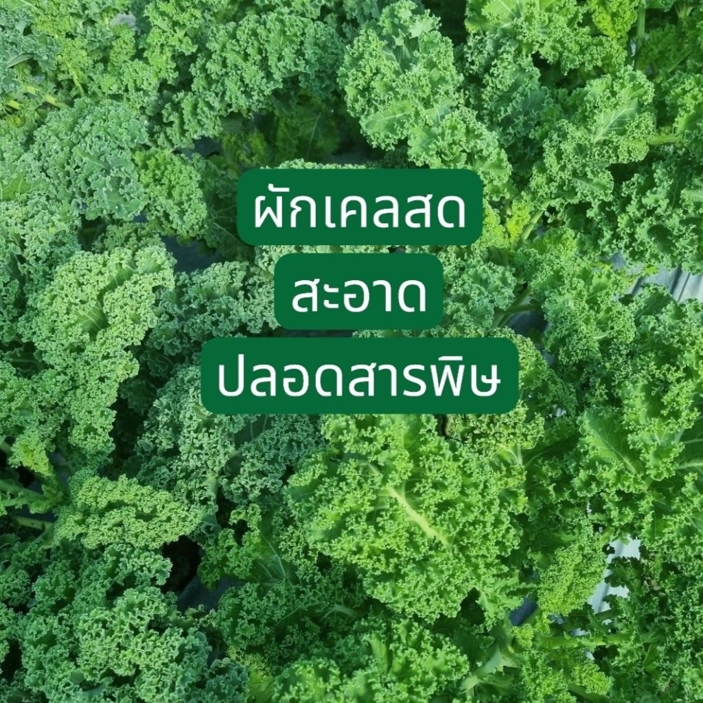 🥬ผักเคลปลอดสารพิษ​ ผัก​เคลสด​ Super​ Food​ (500 กรัม / 1 กก.)