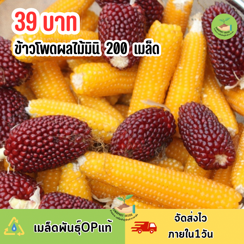 เมล็ดพันธุ์ข้าวโพดผลไม้มินิ 200 เมล็ด