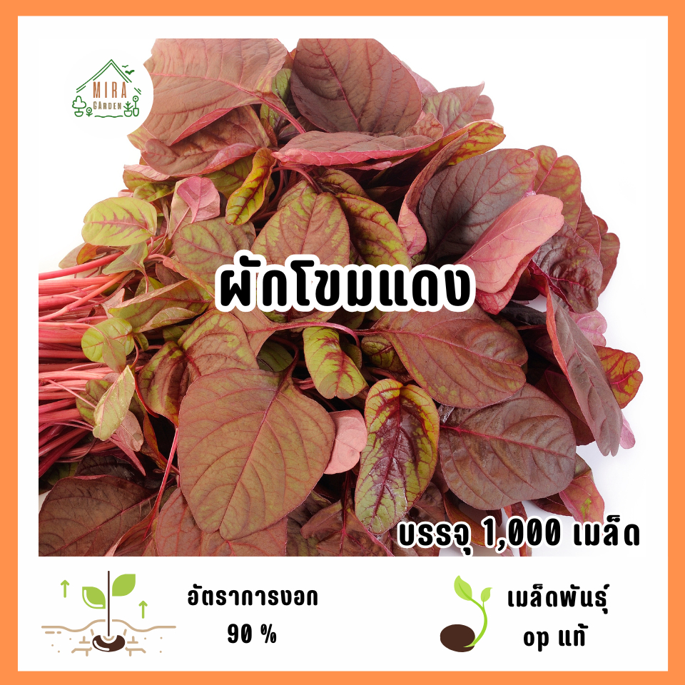 เมล็ดพันธุ์ผักโขมแดง 1,000 เมล็ด