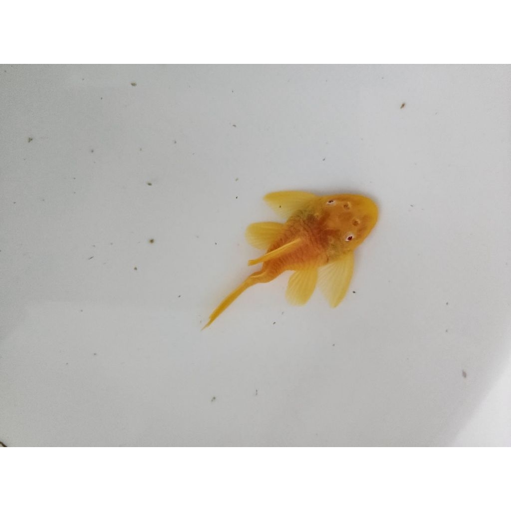 [จัดส่ง2-3วัน]อาหารปลาซัคเกอร์ L144 24K Short body(ตัวเมีย)