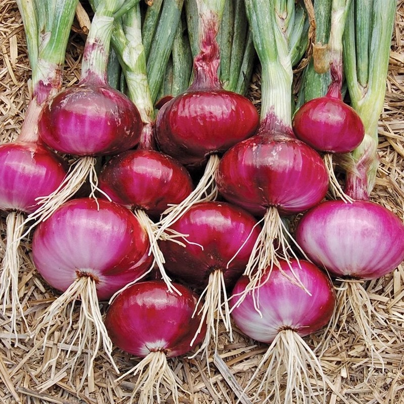 200เมล็ด เมล็ดพันธุ์ หัวหอมใหญ่ หอมแขก Bonsai Red Onion Seeds Vegetables Seeds Plants ปลูกง่าย อัตราการงอกสูง