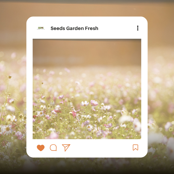 สุดคุ้ม!! เมล็ดพันธุ์ดอกคอสมอสคละสี (Cosmos) แดง ขาว ชมพู - รูปที่ 2