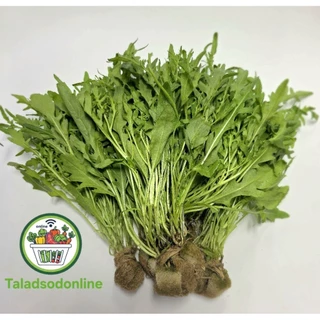 ไวด์ร็อคเก็ต ผักสลัด Wild Rocket ไฮโดรโปนิกส์ สด สะอาด รับประกันคุณภาพ