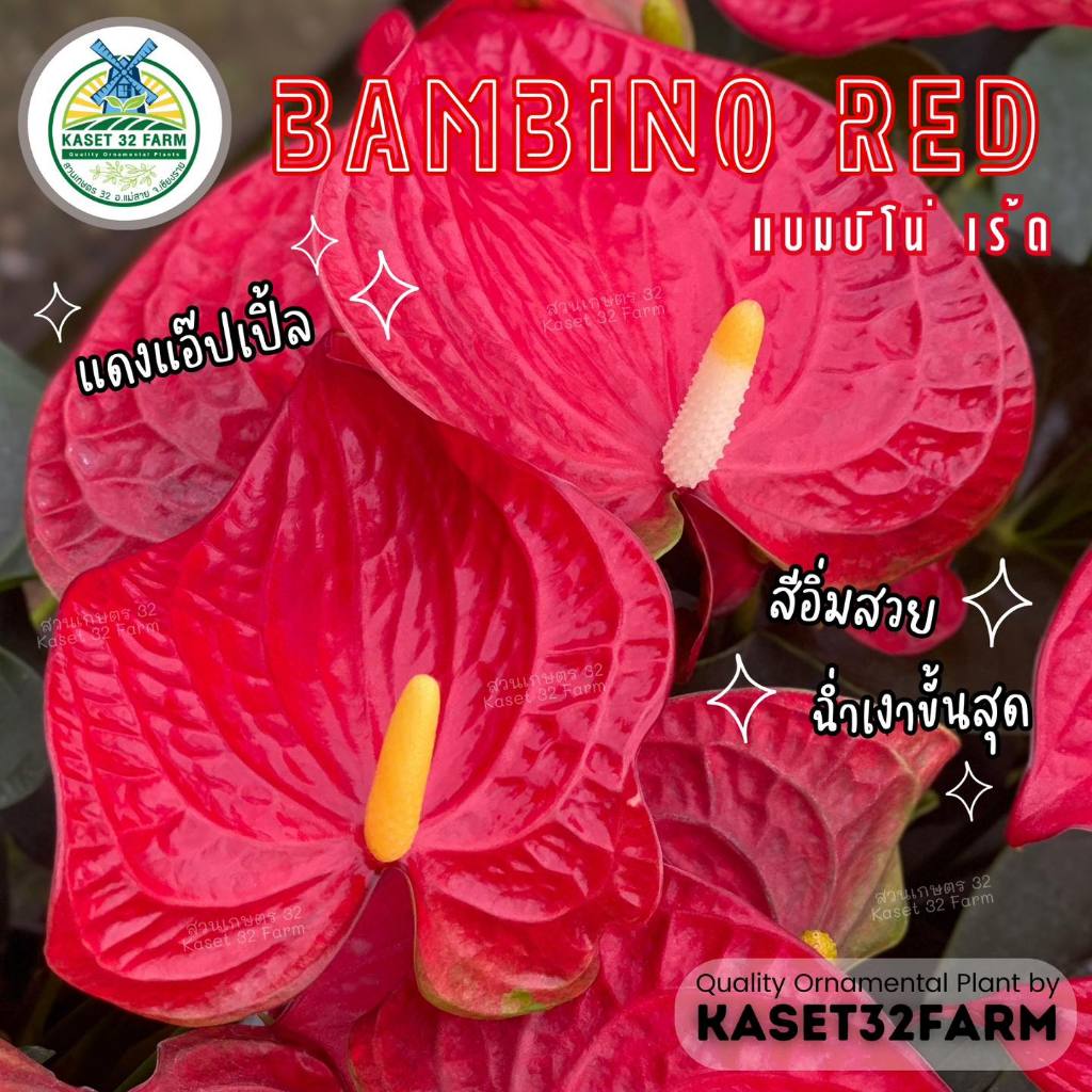 ต้นหน้าวัว (Pot Anthurium) หน้าวัว ขนาดกระถาง 7 นิ้ว