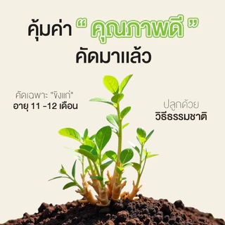 โกเด้นท์ เครื่องดื่มน้ำขิงปรุงสำเร็จสูตรไม่เติมน้ำตาล 35 กรัม (7กรัม X 5ซอง) (จำนวน 6 ถุง)