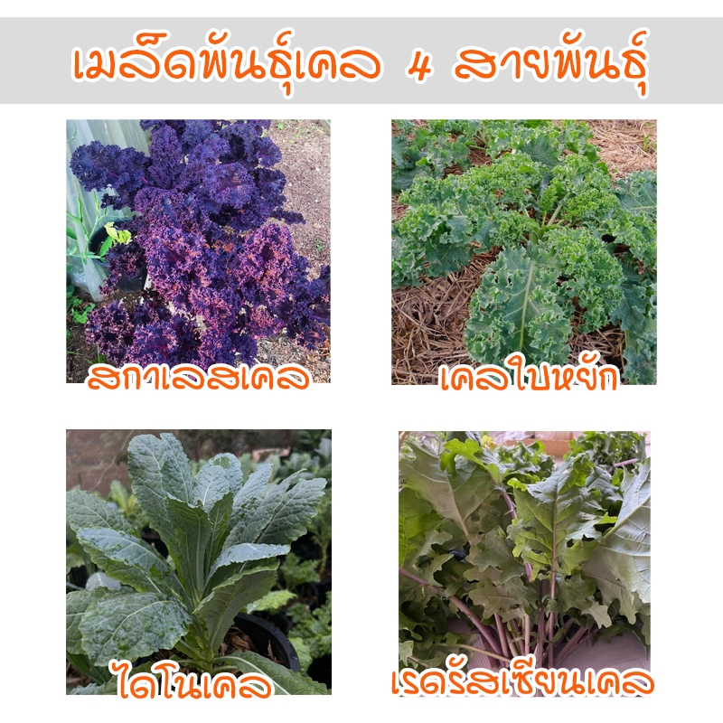 เคล 4 สายพันธุ์ สกาเลส ไดโนเคล เรดรัสเซียน เมล็ดพันธุ์อินทรีย์ ปลูกง่าย (ซื้อ 10 แถม 1 คละได้)