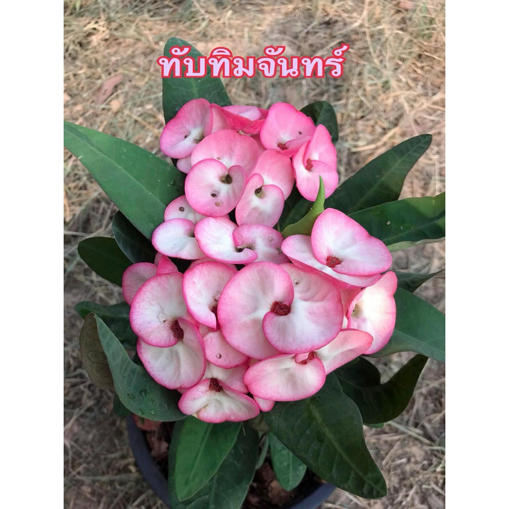 ขายโป๊ยเซียน สายพันธุ์ “ทับทิมจันทร์” (ดอกชมพูหวานสใสขอบเข้ม)กระถาง3นิ้ว  ส่งทั้งกระถาง