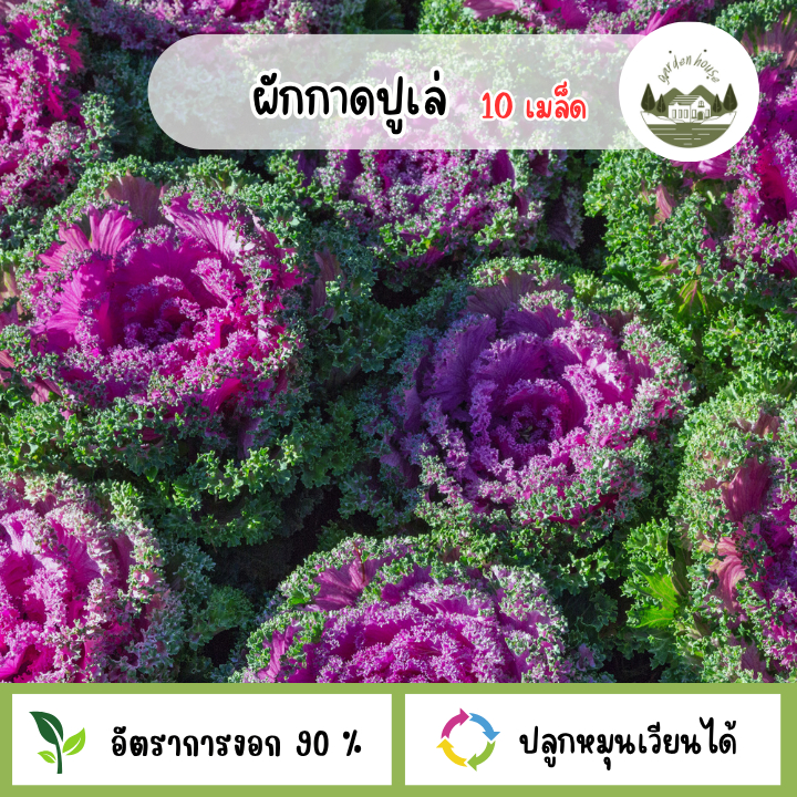 เมล็ดพันธุ์ ผักกาด เขียวปลี 10กรัม
