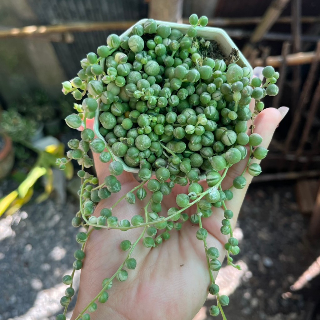 ไม้อวบน้ำ สร้อยไข่มุกด่าง String of Pearls Varigated 3นิ้ว ส่งทั้งกระถาง กุหลาบหิน Bansuan succulents cactus 🌵